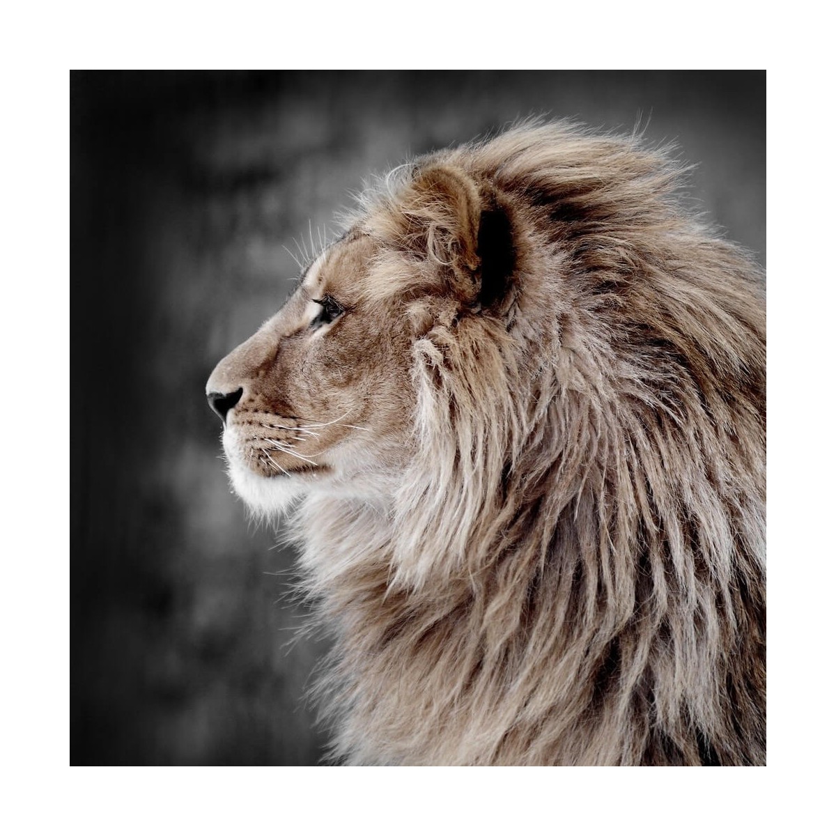 Tableau sur toile Lion de Profil