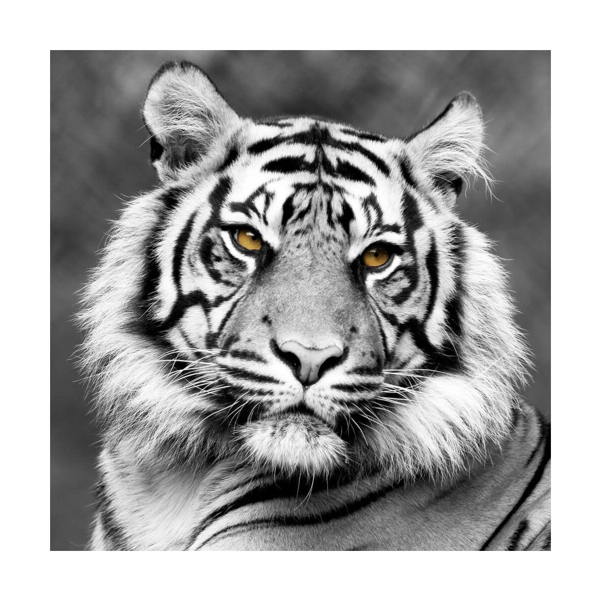 Tableau sur toile artis Tigre de Face | Photoexpression