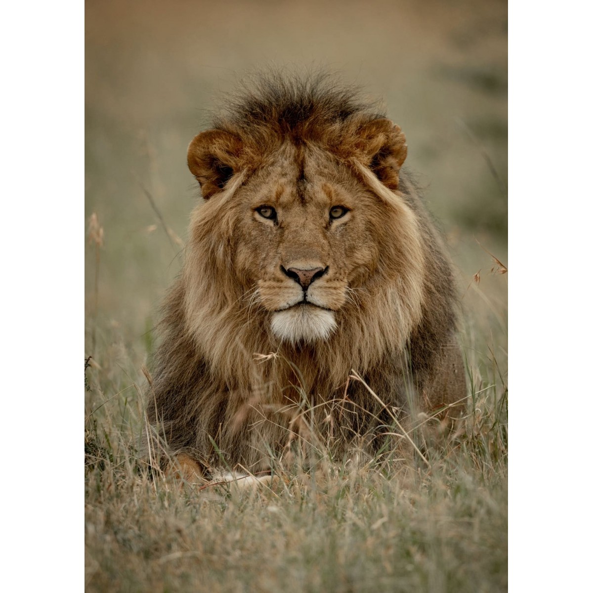 Tableau sur toile lion 100x140 cm