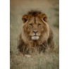Tableau sur toile lion 100x140 cm Tableau sur toile lion 100x140 cm