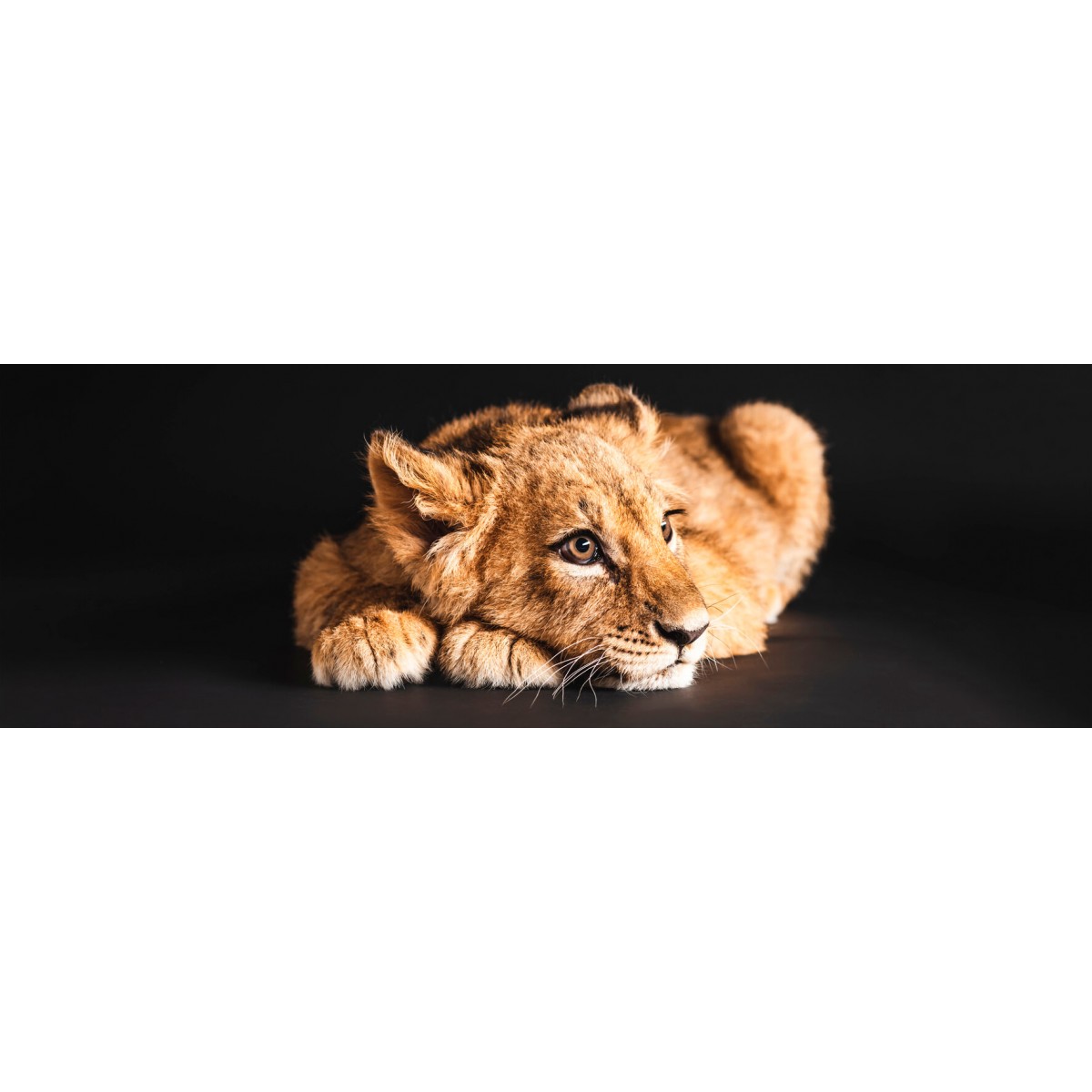 Tableau sur toile lionceau Tableau sur toile lionceau