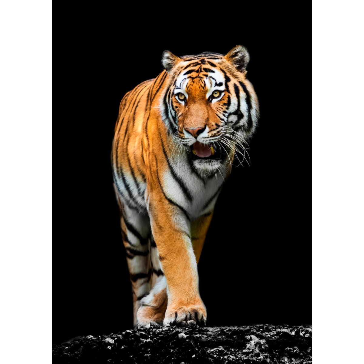 Tableau mural tigre précieux