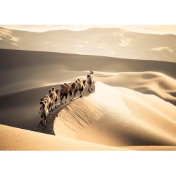 Tableau mural chameaux et dunes