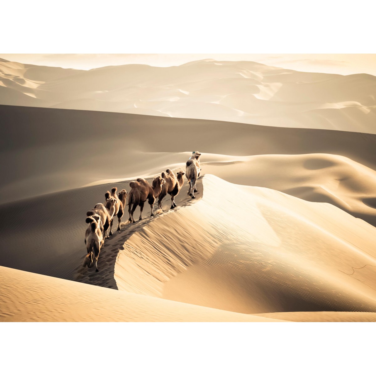 Tableau mural chameaux et dunes