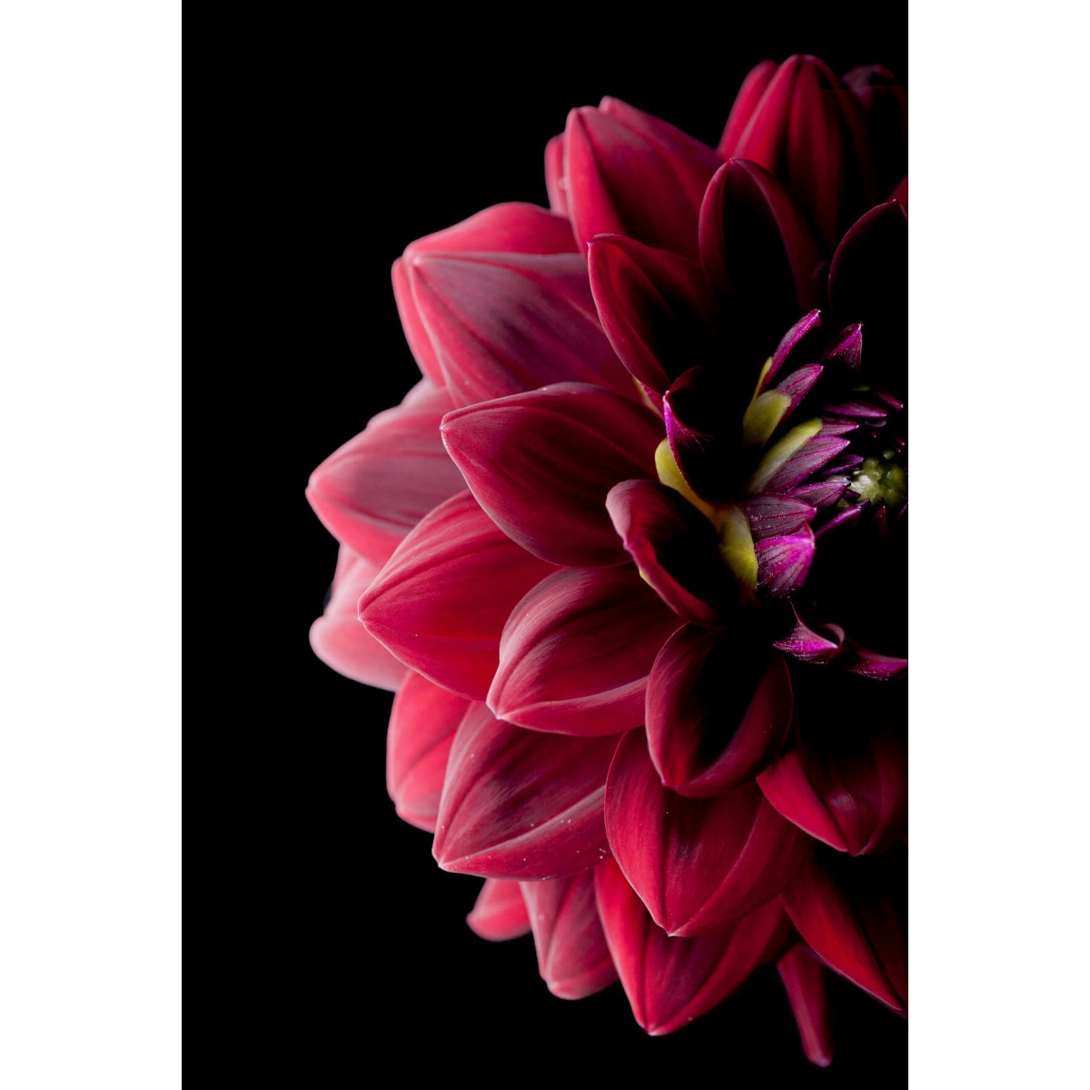 Tableau mural dahlia