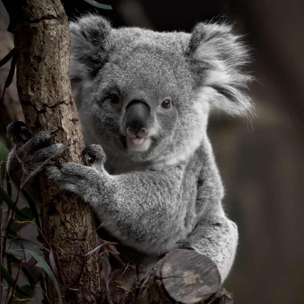 Tableau mural koala