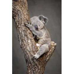 Tableau mural koala endormi