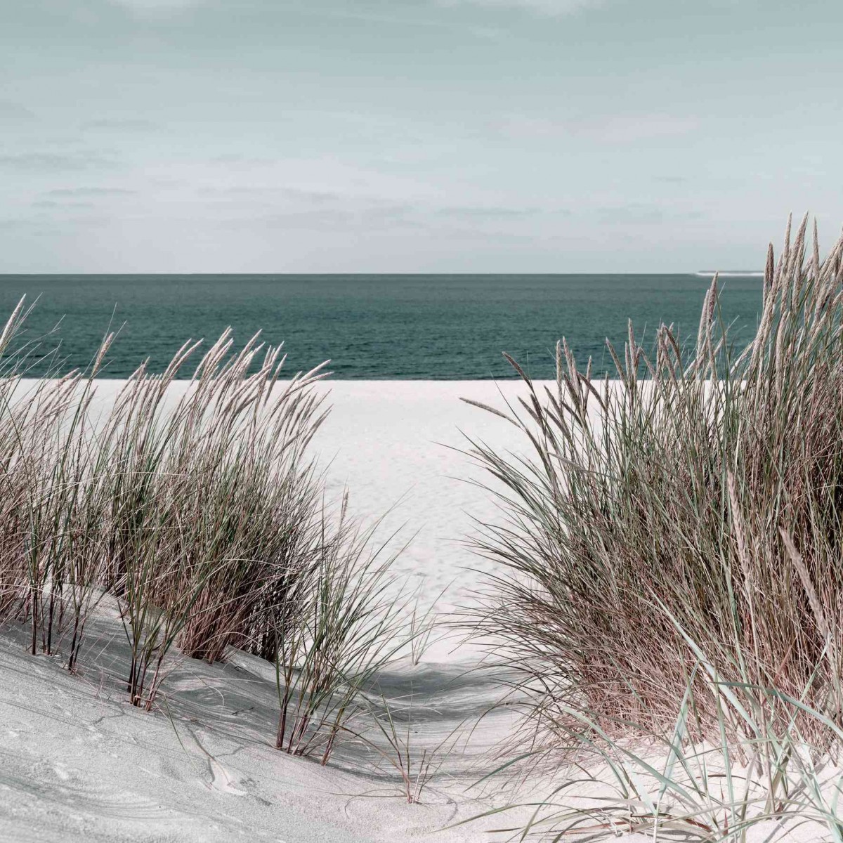 Tableau mural plage et roseaux