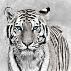 Tableau mural tigre aux yeux bleus