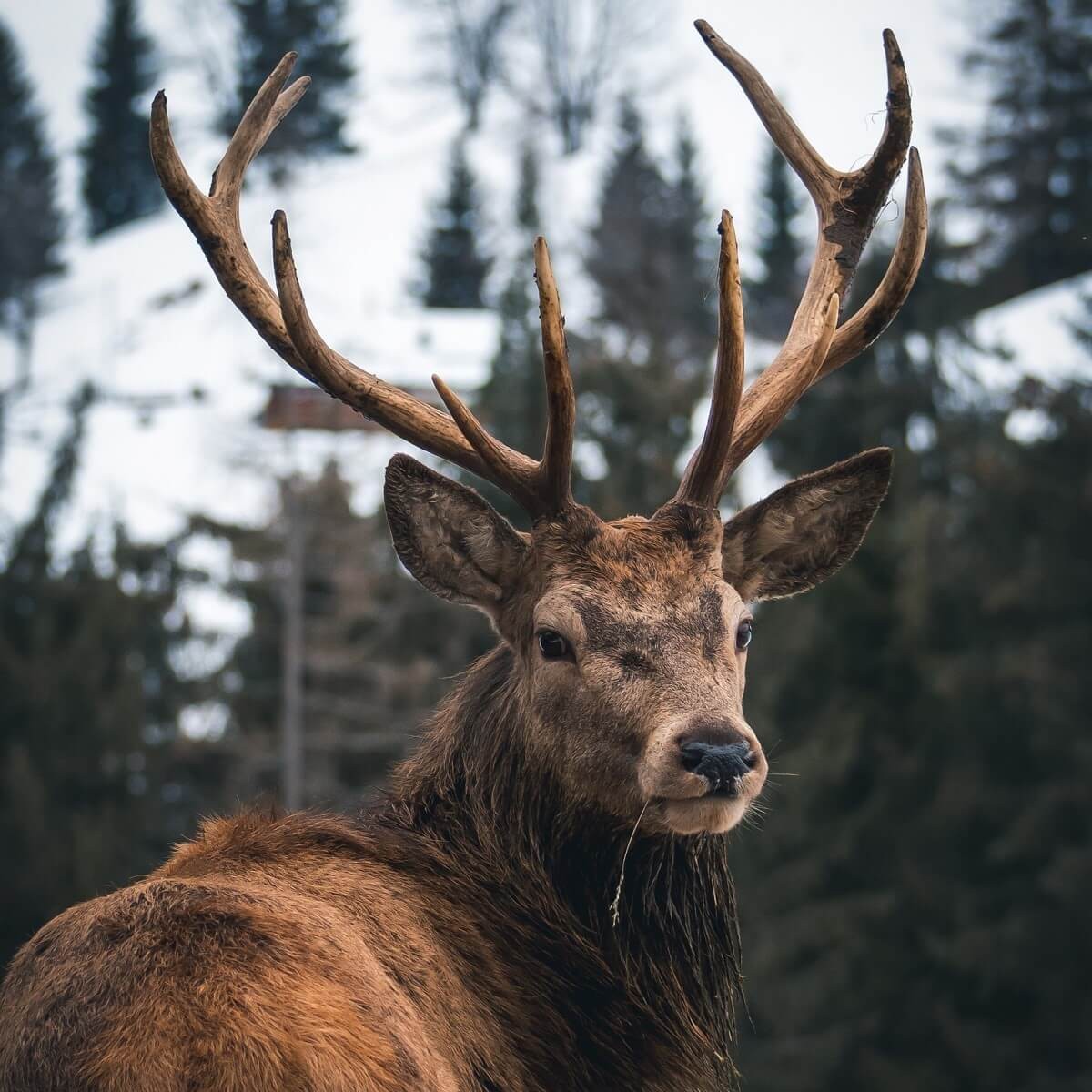 Tableau mural regard d'un cerf