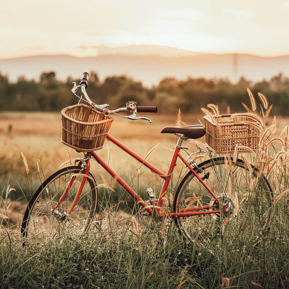 Tableau mural vélo dans les blés