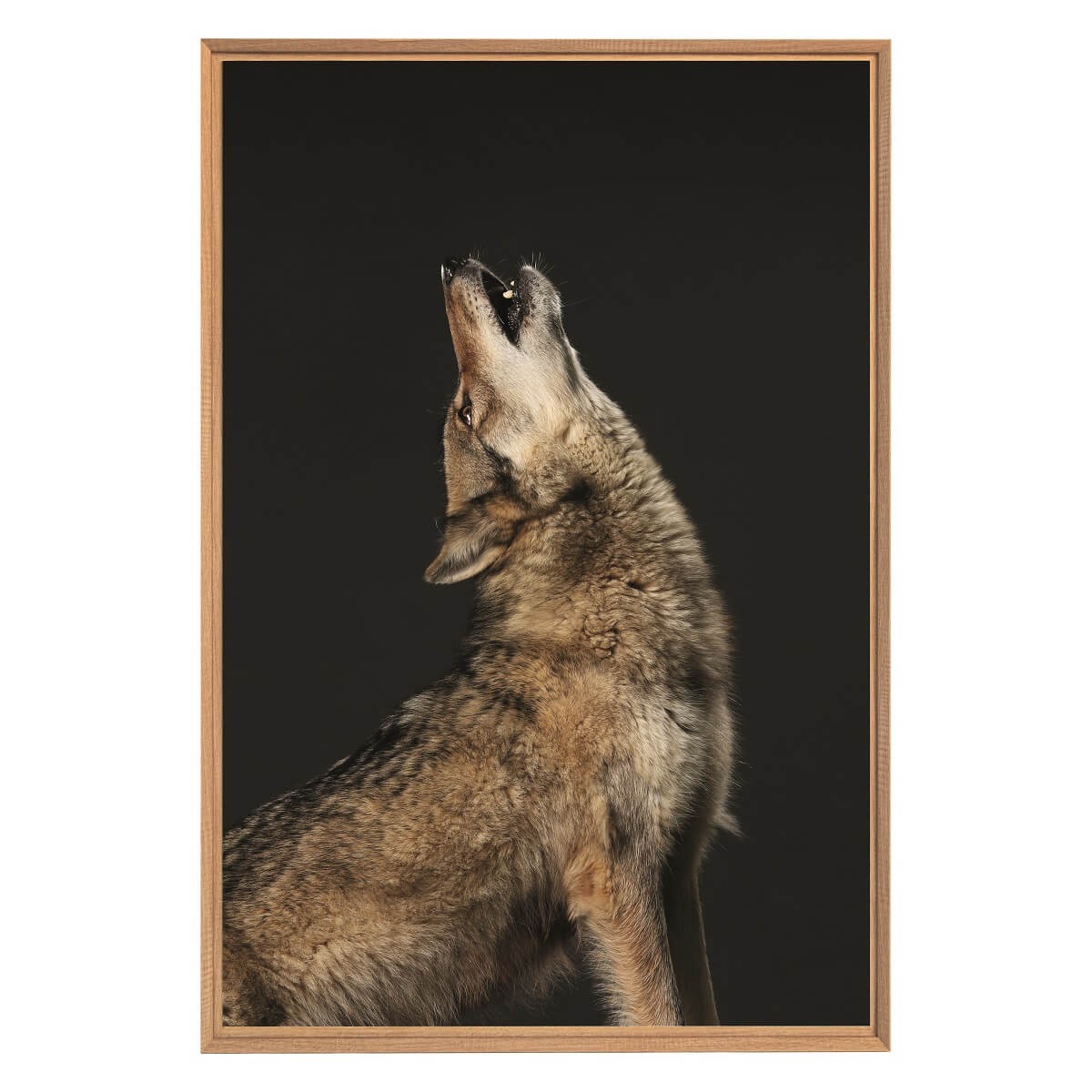Tableau mural encadré loup hurlant 65x97 cm Tableau mural encadré loup hurlant 65x97 cm