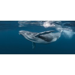 Tableau sur verre synthétique baleine 65X145 cm