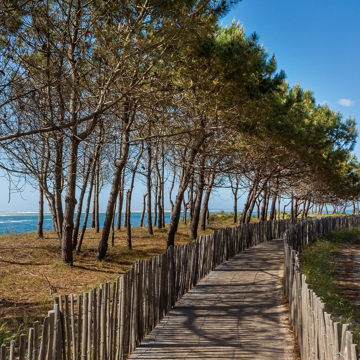 Tableau sur toile chemin d'Arcachon Tableau sur toile chemin d'Arcachon