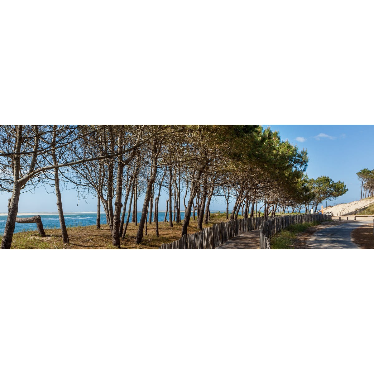 Tableau sur toile arbres d'Arcachon