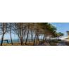 Tableau sur toile arbres d'Arcachon