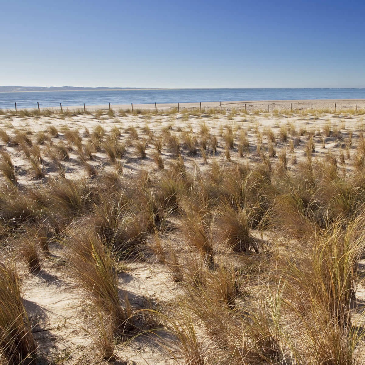 Tableau sur toile dune d'Arcachon