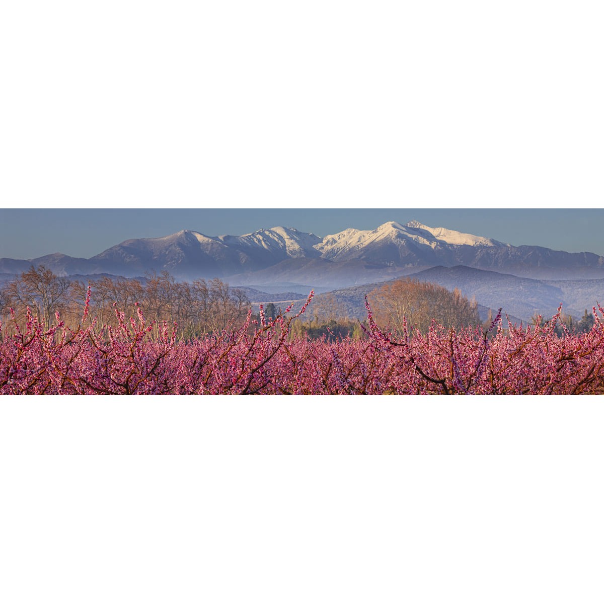 Tableau sur toile le Canigou enneigé 30x97 cm