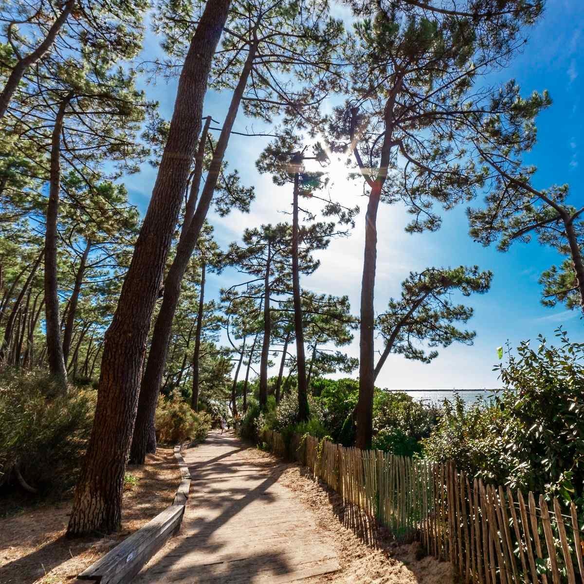 Tableau sur toile forêt bassin d'Arcachon 90x90 cm