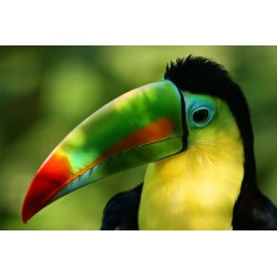 Tableau sur verre synthétique toucan multicolore 80x120 cm