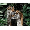 Triptyque sur toile couple de tigres 125x97 cm | Photoexpression
