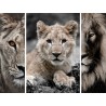 Triptyque sur toile famille de lions 125x97 cm