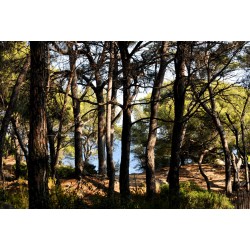 Tableau mural calanques forêt de pins 45x65 cm