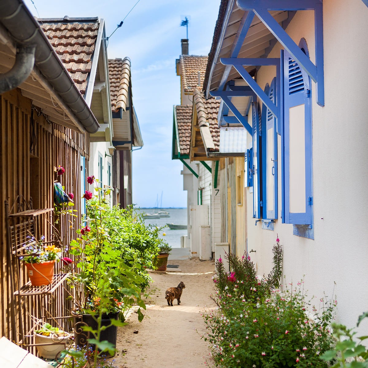 Tableau sur toile chat sur chemin