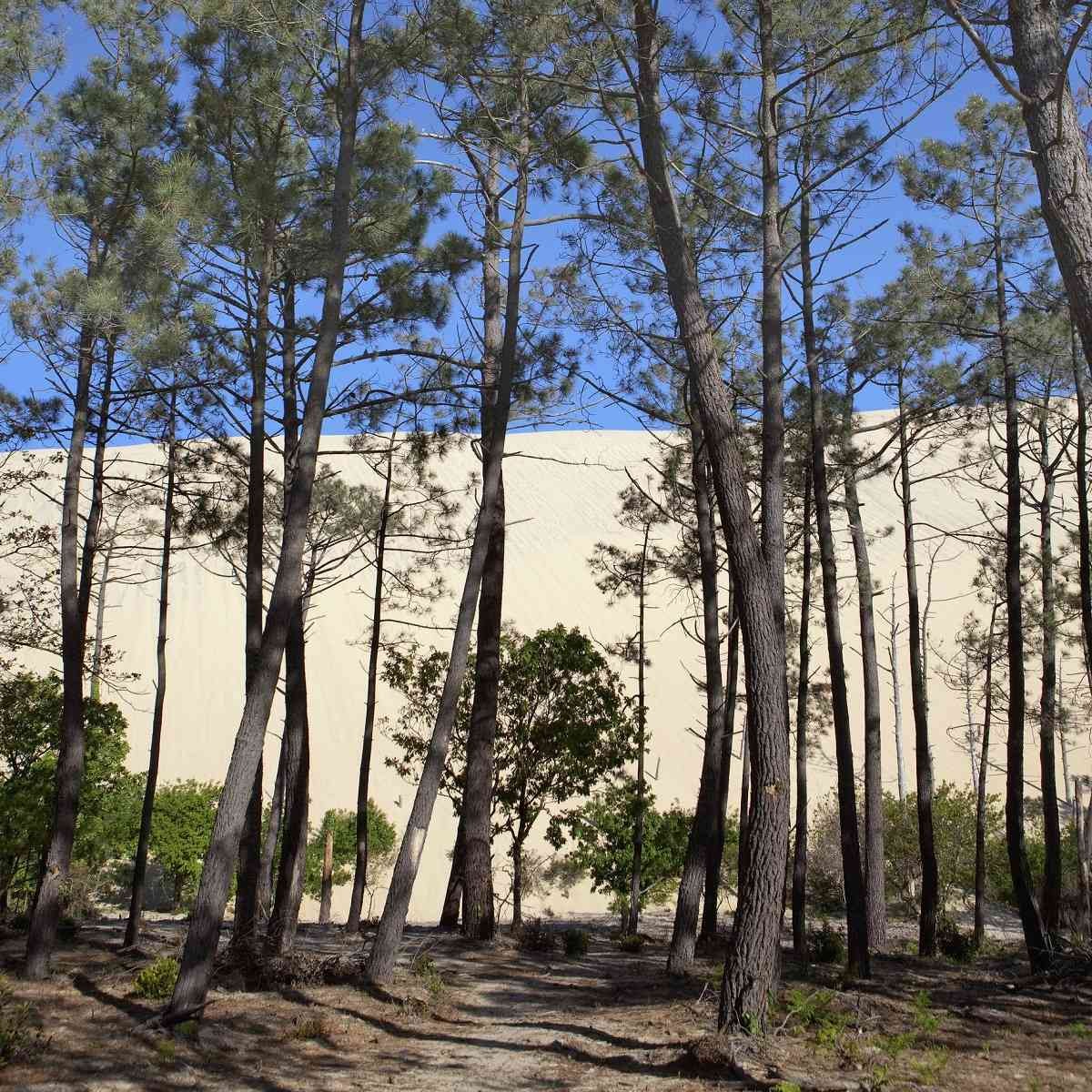 Tableau mural pin et dune bassin Tableau mural pin et dune bassin