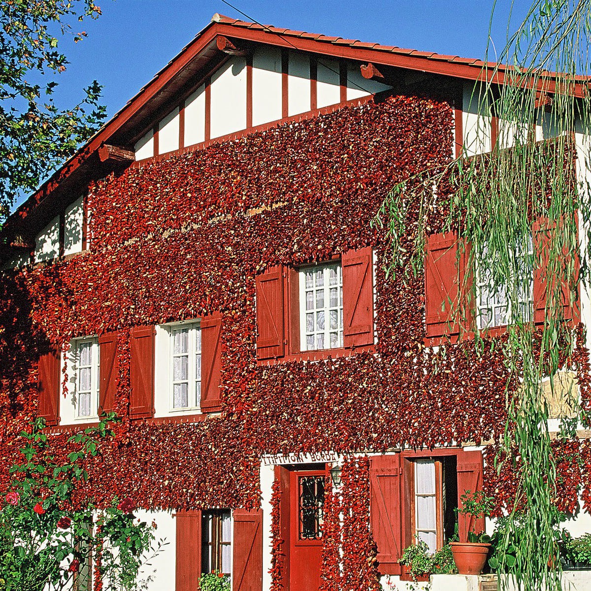 Tableau mural piments d'Espelette Tableau mural piments d'Espelette