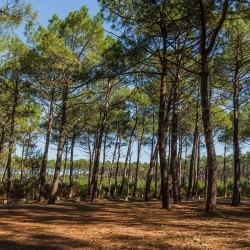 Tableau mural la Salie sud 1