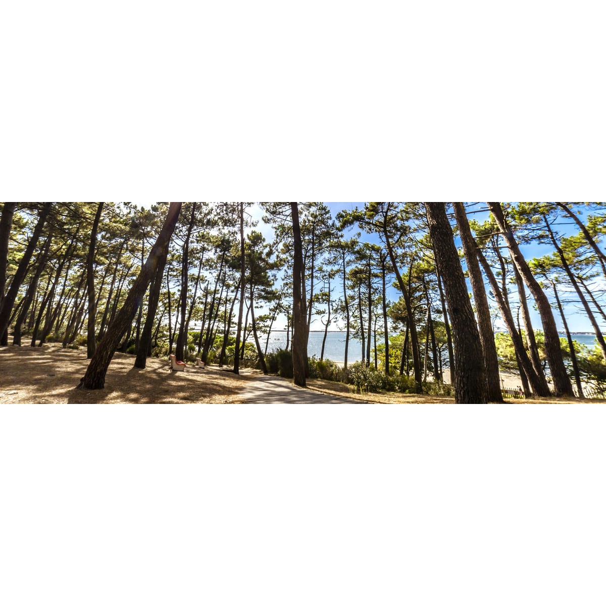 Tableau sur toile forêt d'Arcachon 2 45x135 cm