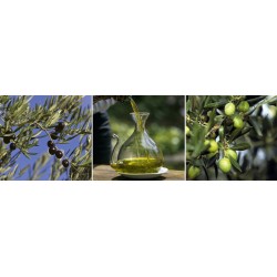 Triptyque sur toile olives 30x90 cm