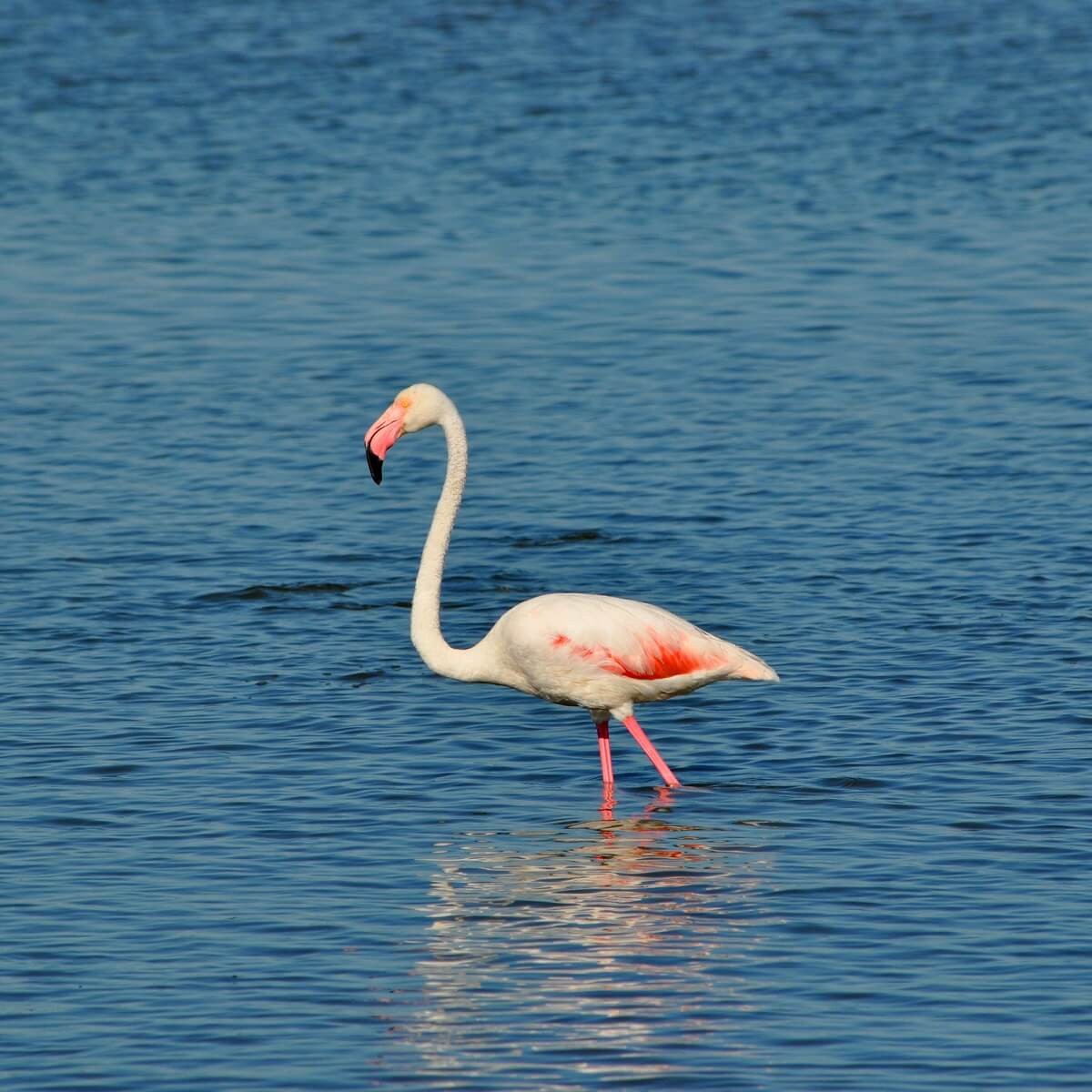 Tableau mural jolie flamant rose 45x45 cm