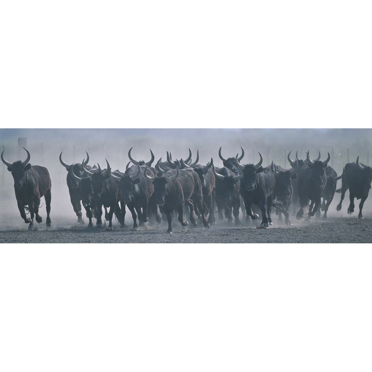 Tableau sur toile taureaux Camargue 30x97 cm Tableau sur toile taureaux Camargue 30x97 cm