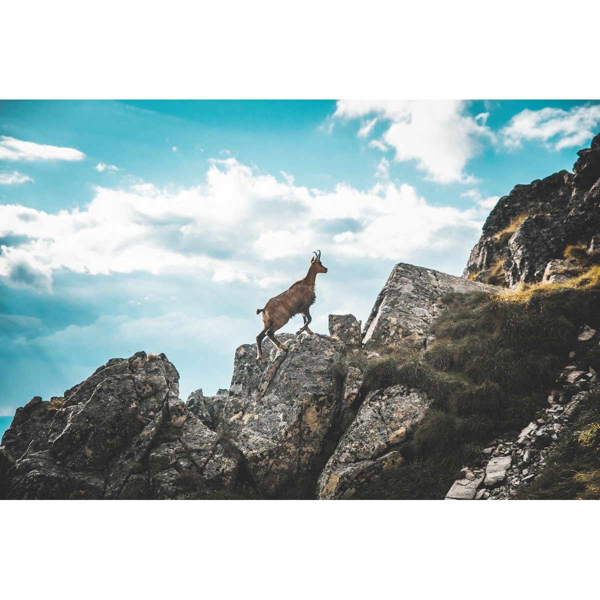 Tableau mural chamois Tableau mural chamois