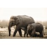 Tableau mural famille d'éléphants