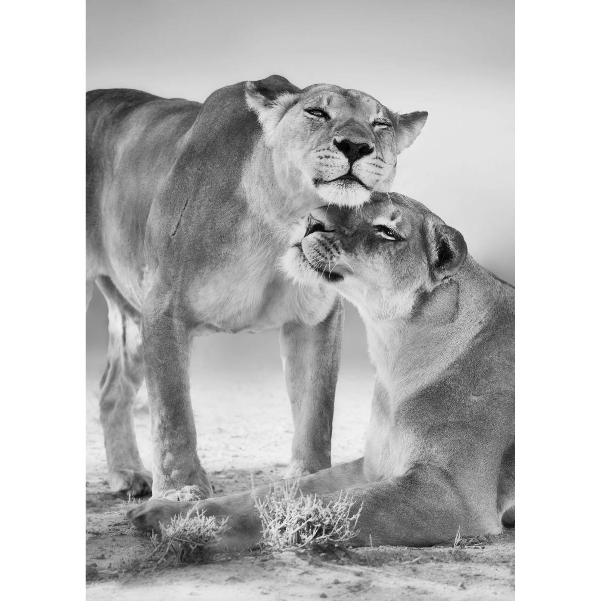Tableau mural lionnes noir et blanc Tableau mural lionnes noir et blanc