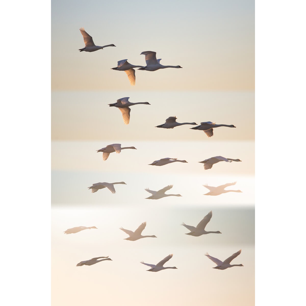 Tableau mural oiseaux sauvages Tableau mural oiseaux sauvages
