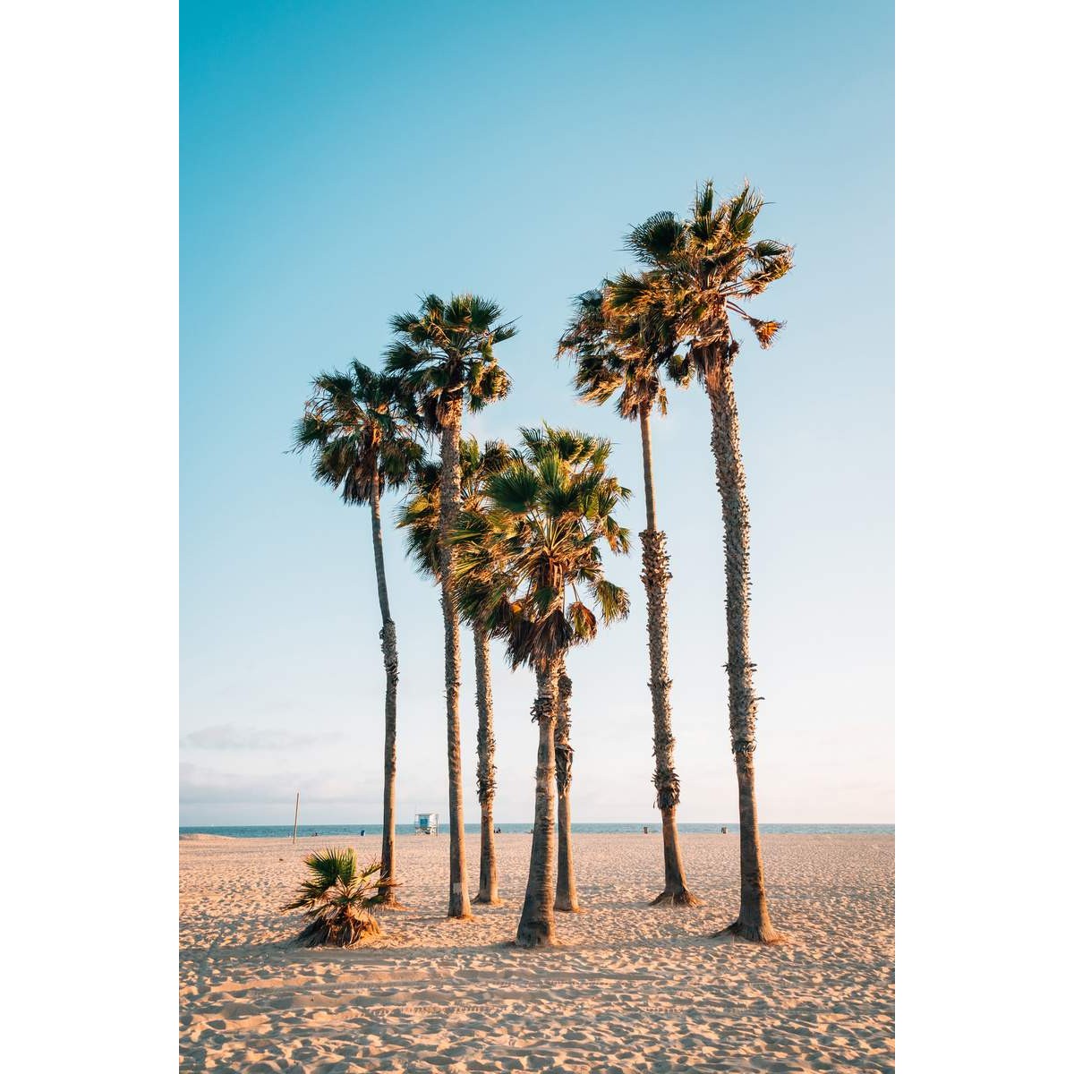 Tableau mural palm trees