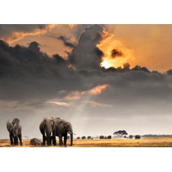 Tableau mural troupeau d'éléphants