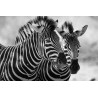 Tableau mural zoom zèbres