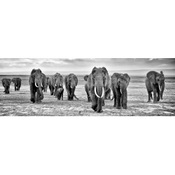 Tableau sur toile troupeau d'éléphants noir et blanc