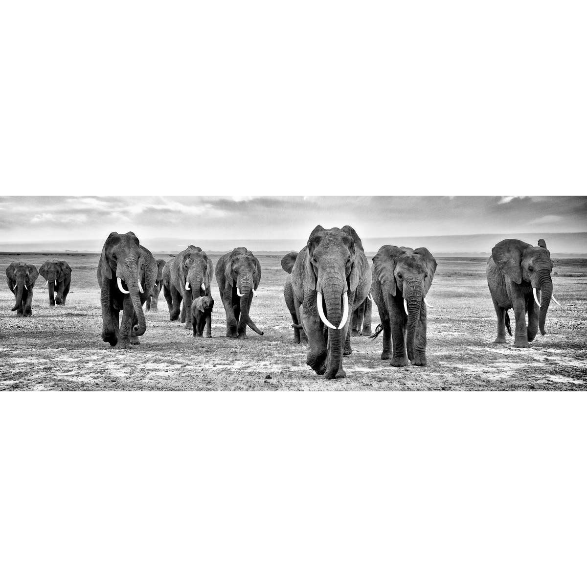 Tableau sur toile troupeau d'éléphants noir et blanc Tableau sur toile troupeau d'éléphants noir et blanc