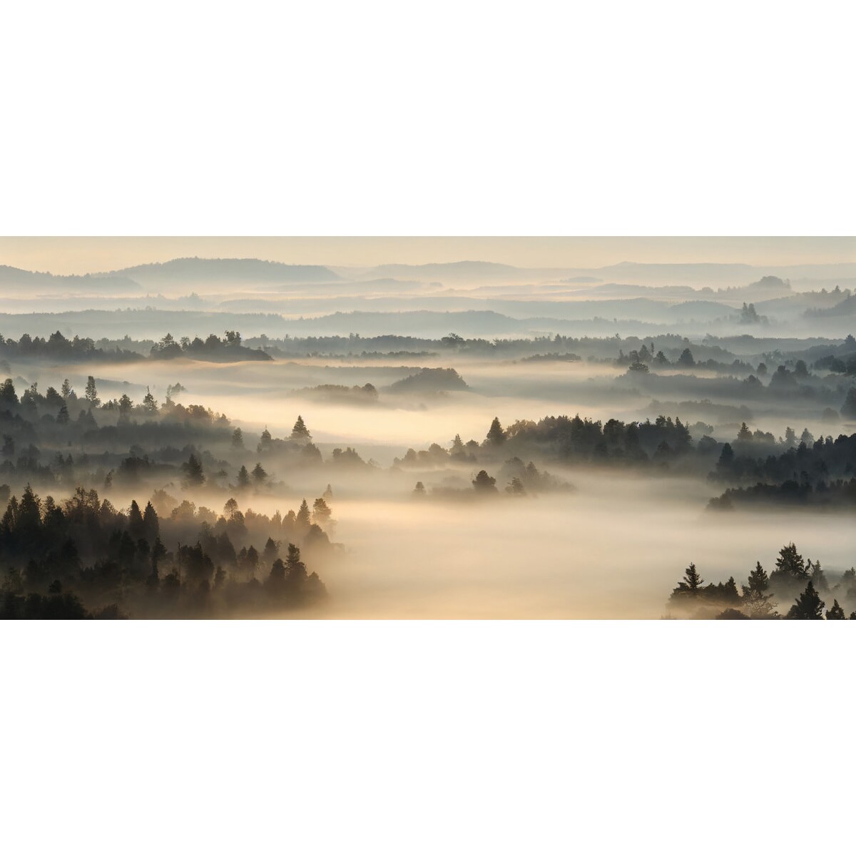 Tableau sur verre synthétique brume matinale 65x145 cm Tableau sur verre synthétique brume matinale 65x145 cm