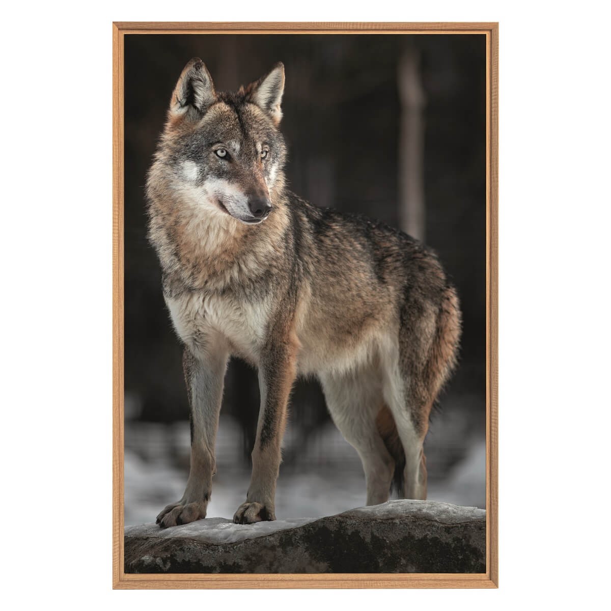 Tableau mural encadré le loup 65x97 cm face Tableau mural encadré le loup 65x97 cm face