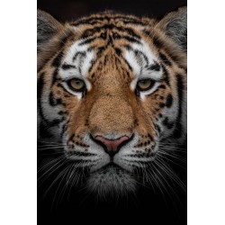 Tableau mural portrait d'un tigre