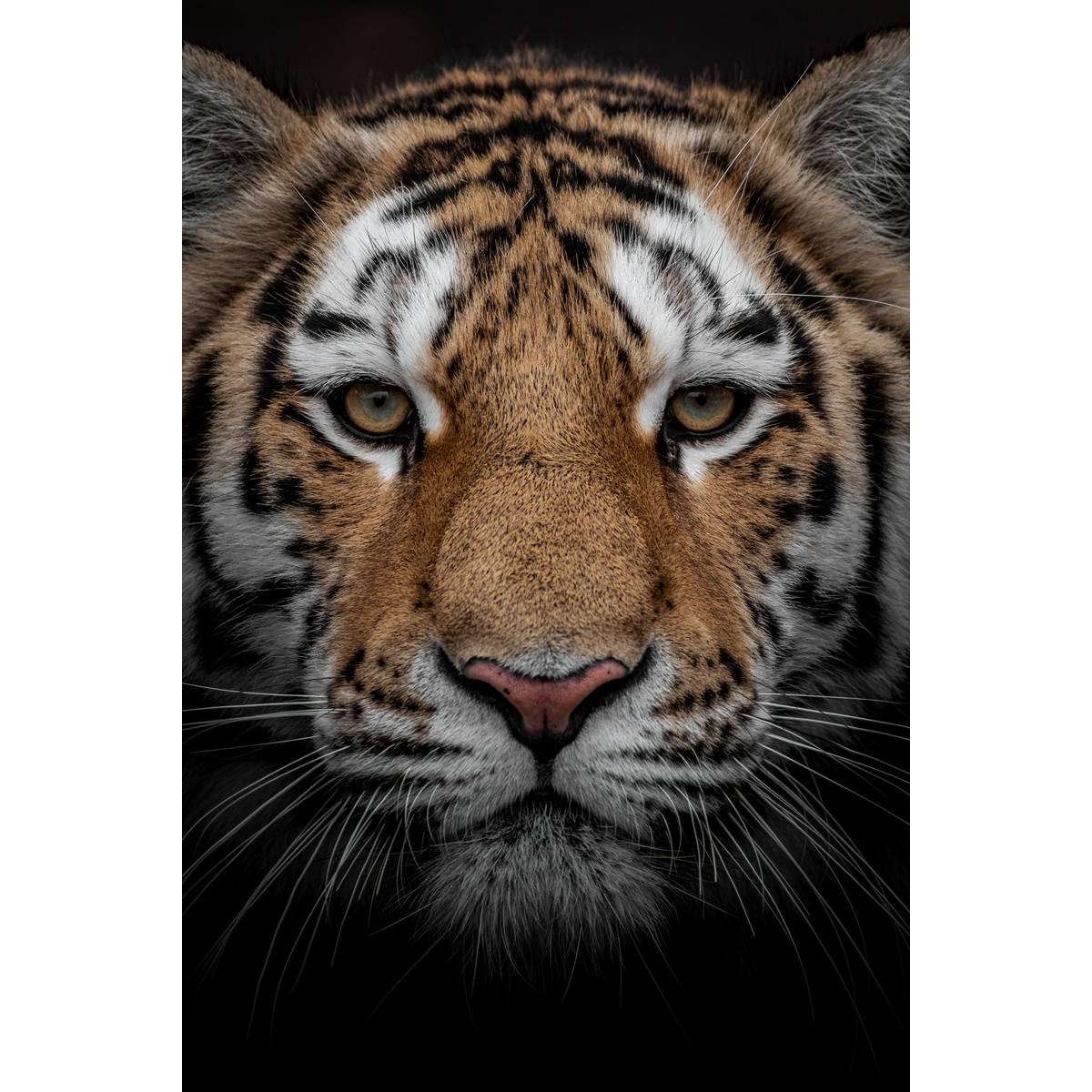Tableau mural portrait d'un tigre Tableau mural portrait d'un tigre