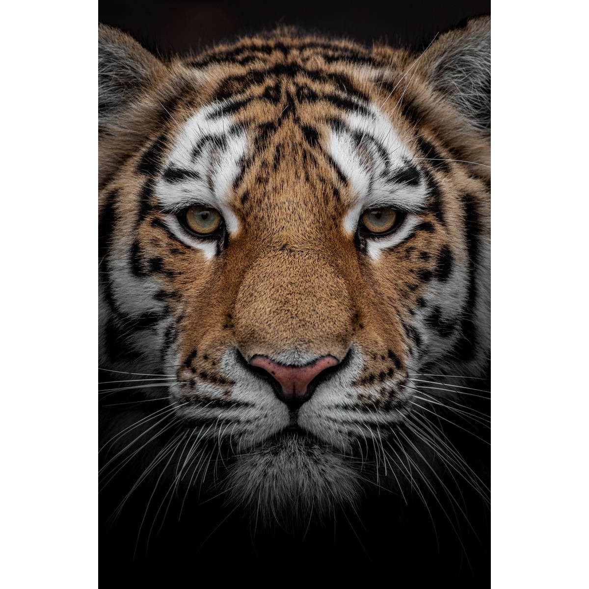 Tableau mural portrait d'un tigre