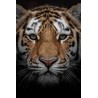 Tableau mural portrait d'un tigre